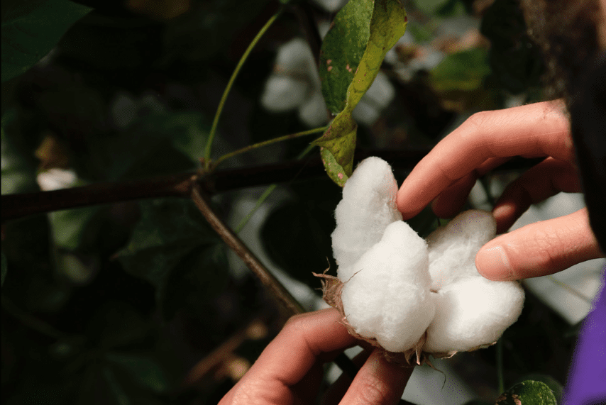 hydroCotton