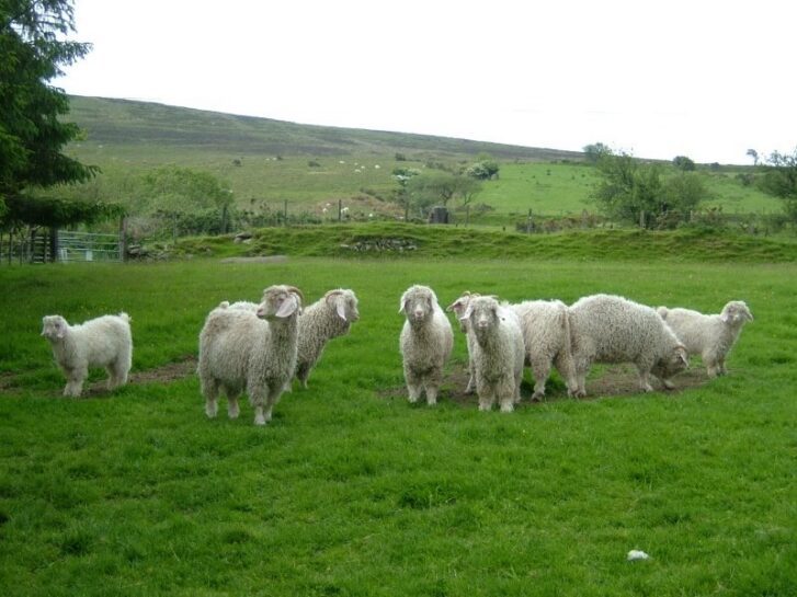 Seal International British Mohair