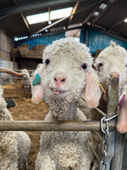 Seal International British Mohair